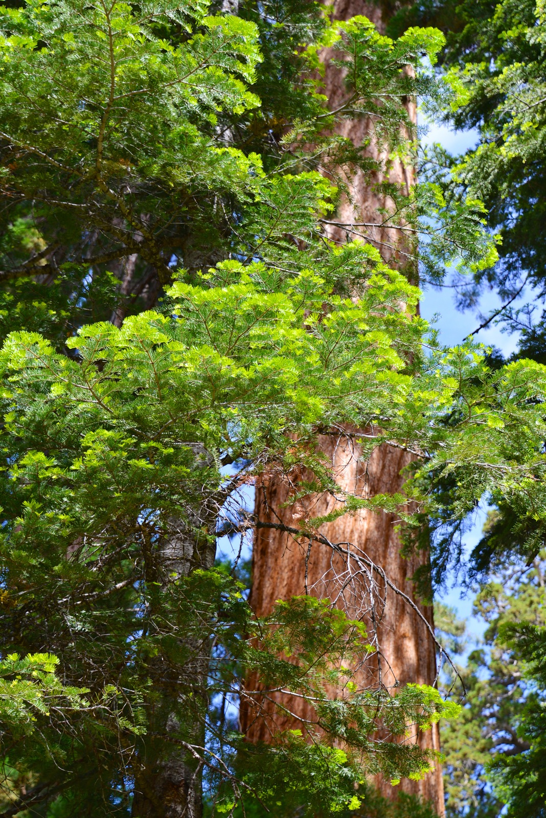 Pretty fresh leaves/