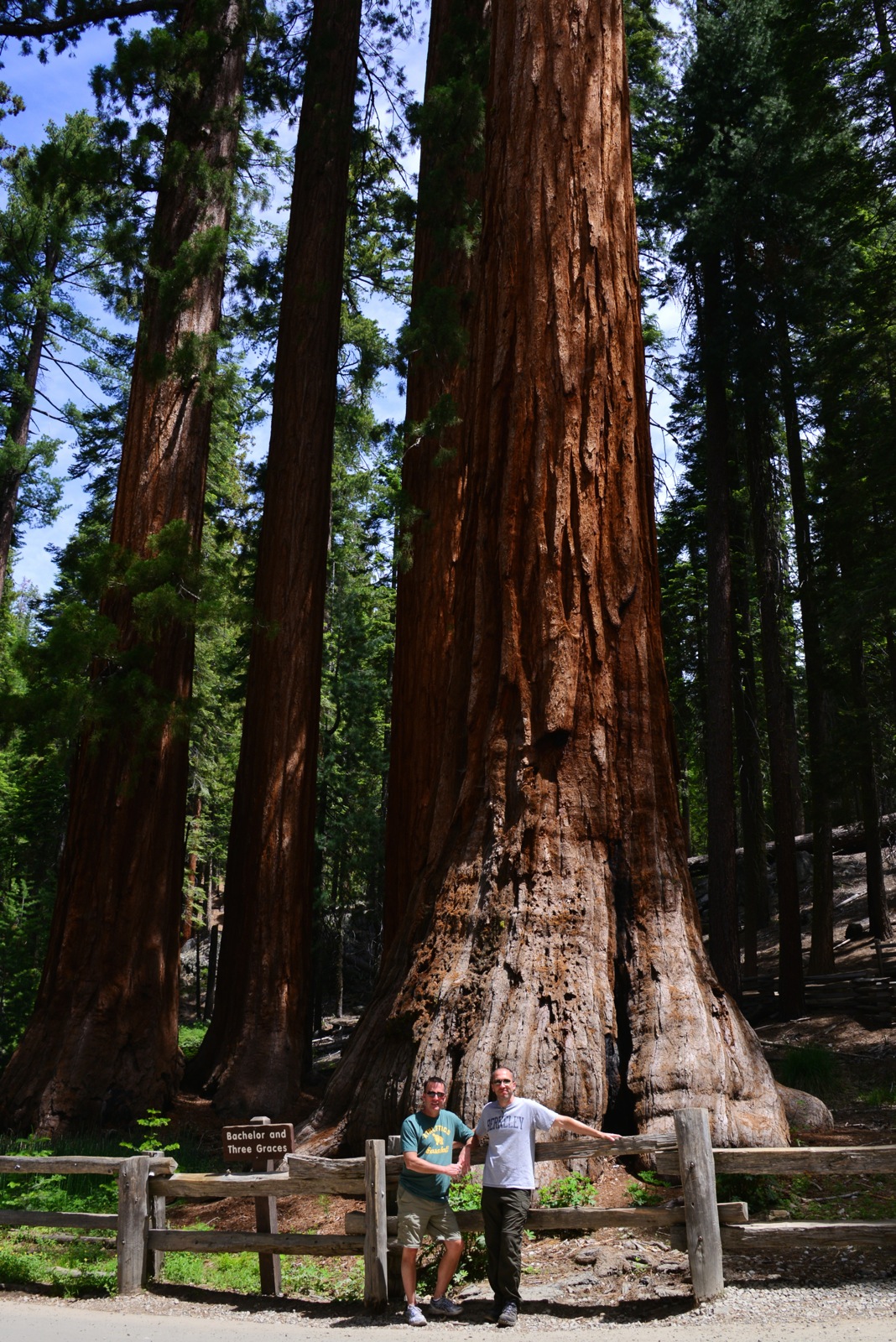 In front of the Grizzly Giant/