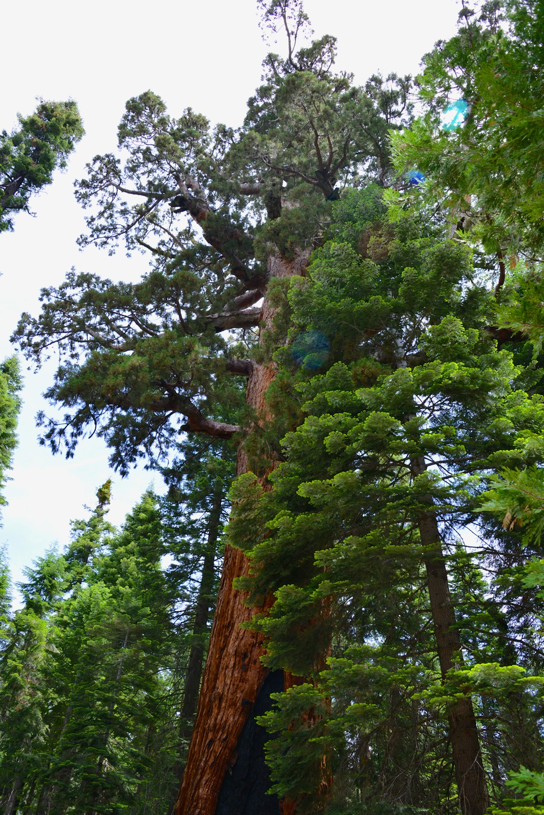 Grizzly... and giant!/