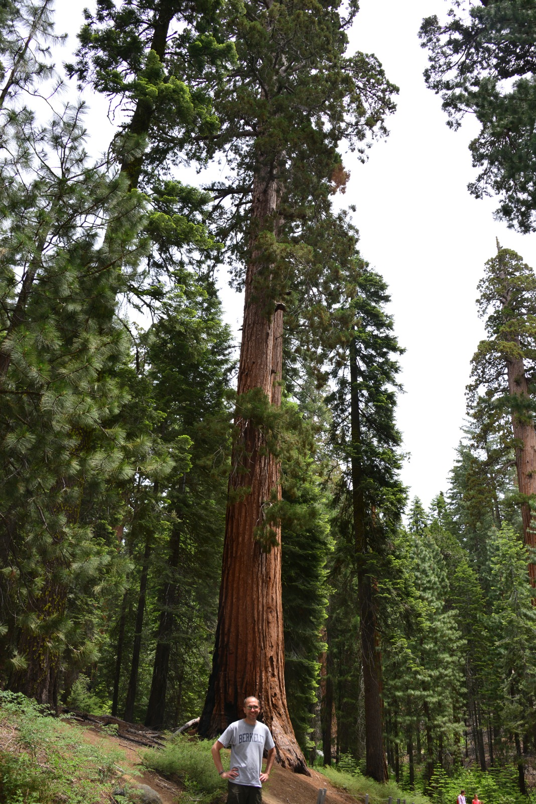 Paul and yet another big ass tree/