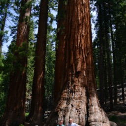 In front of the Grizzly Giant/
		    