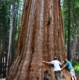 Tree humpers/
		    