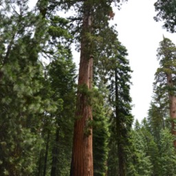 Paul and yet another big ass tree/
		    