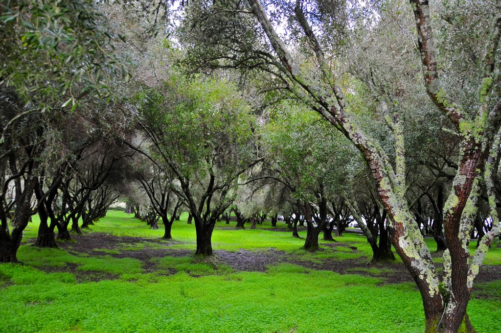 Olive grove/