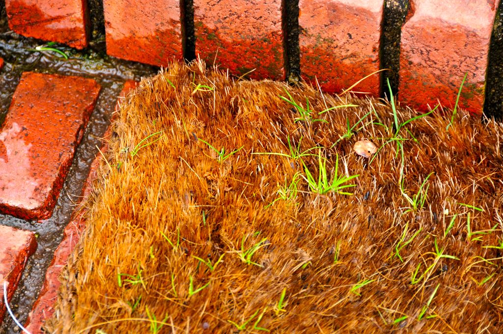 Grass growing thru the doormat /
