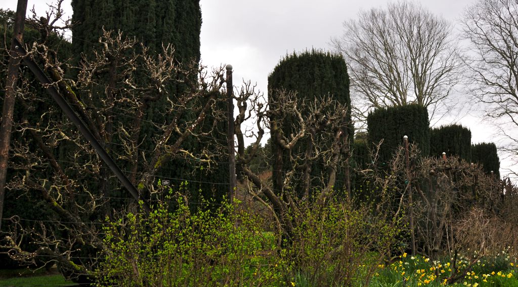 Gigantic apple espalier/