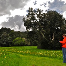 Field of Daffodils /
		    