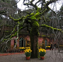 Gnarly tree/
		    