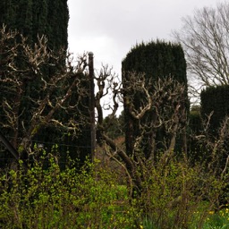 Gigantic apple espalier/
		    