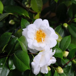 Camelia/
		    