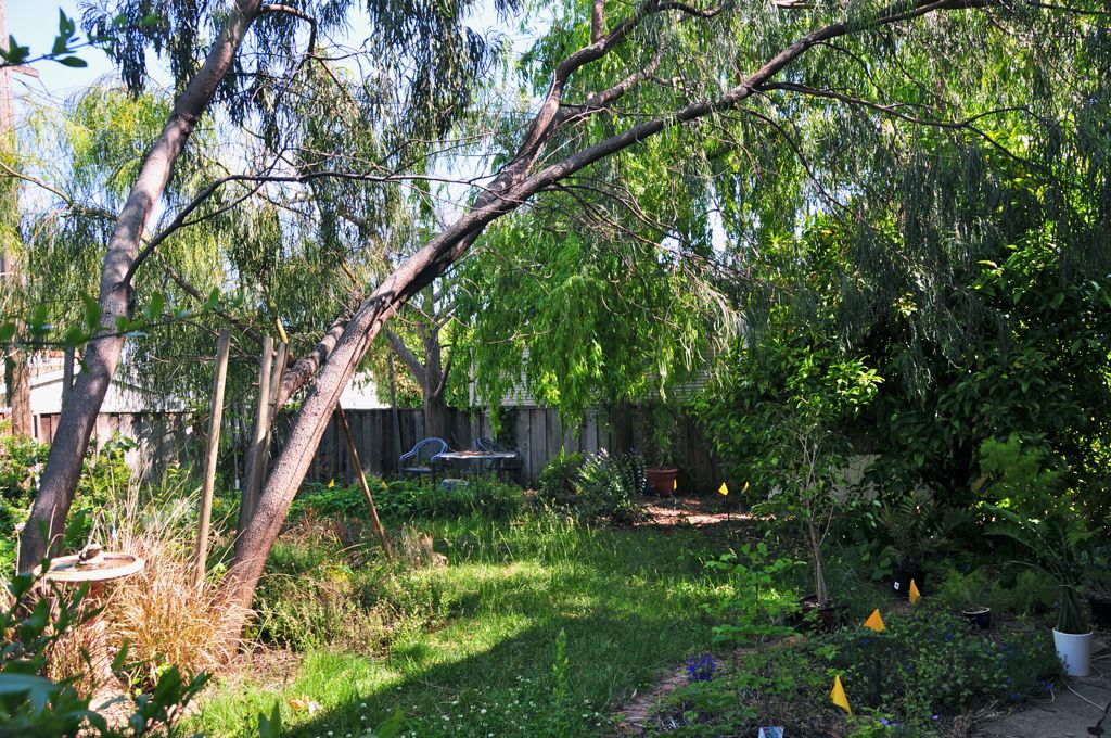 Over grown main yard/