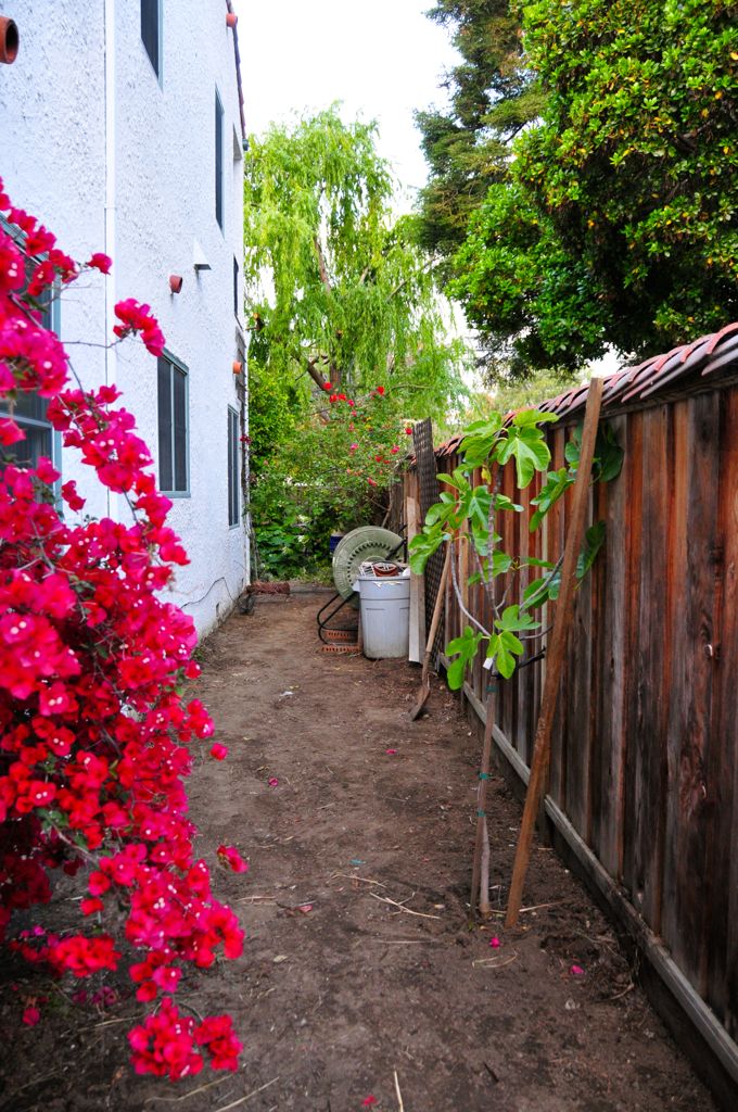 Side yard all cleared up/