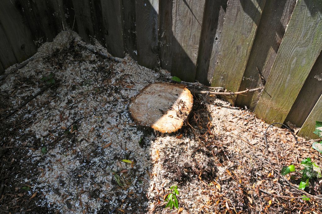 Except for the stump./