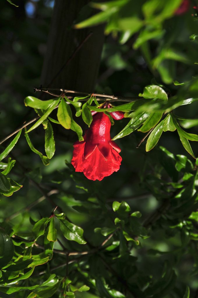 What the pomegranates looked like when we started the project/
