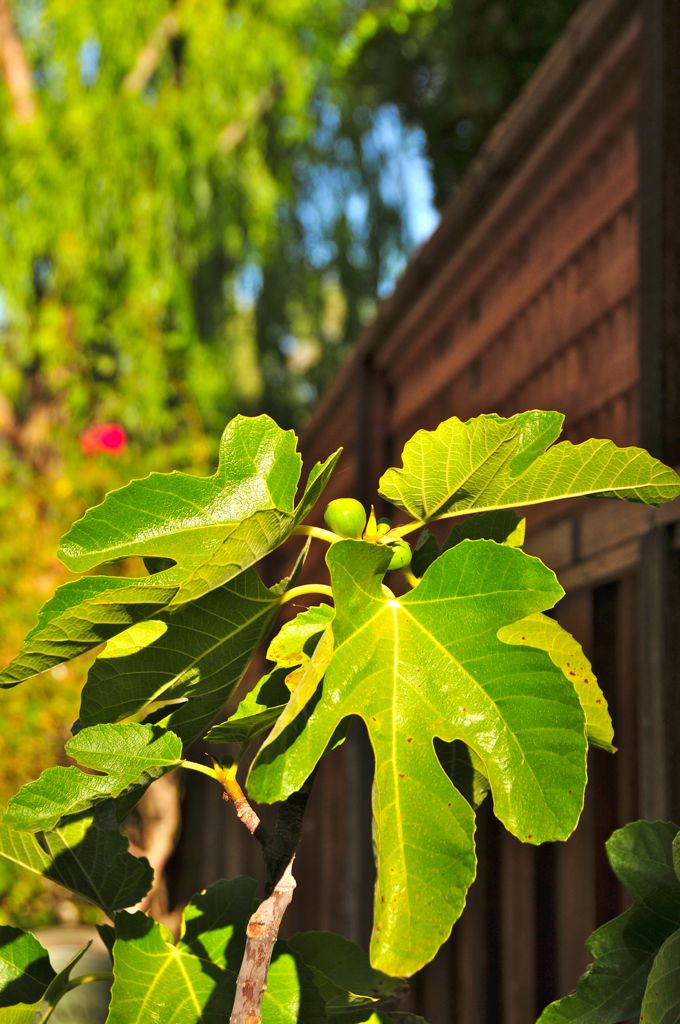 Fig tree is happy!/