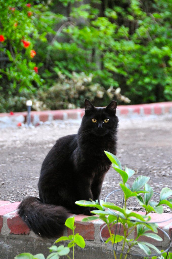 Zorro continues to supervise/