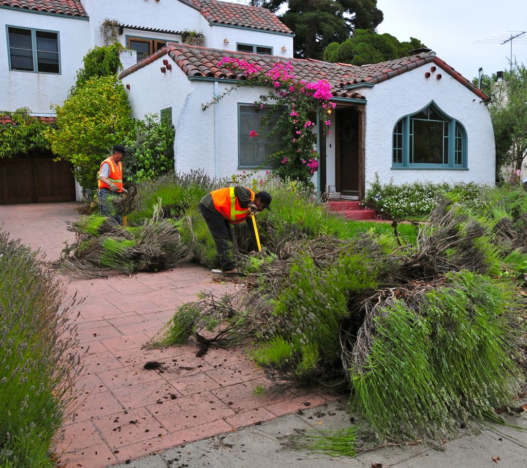 The lavender project starts/