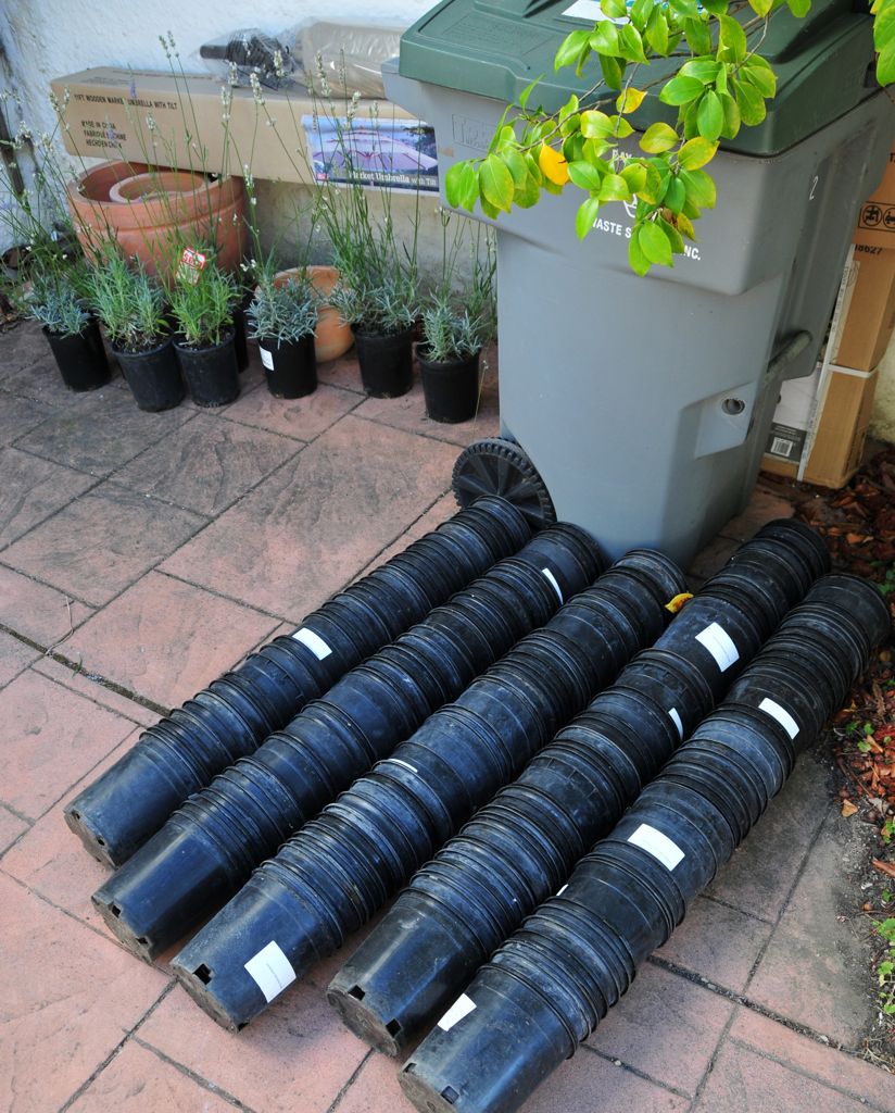 What is left of the lavenders/