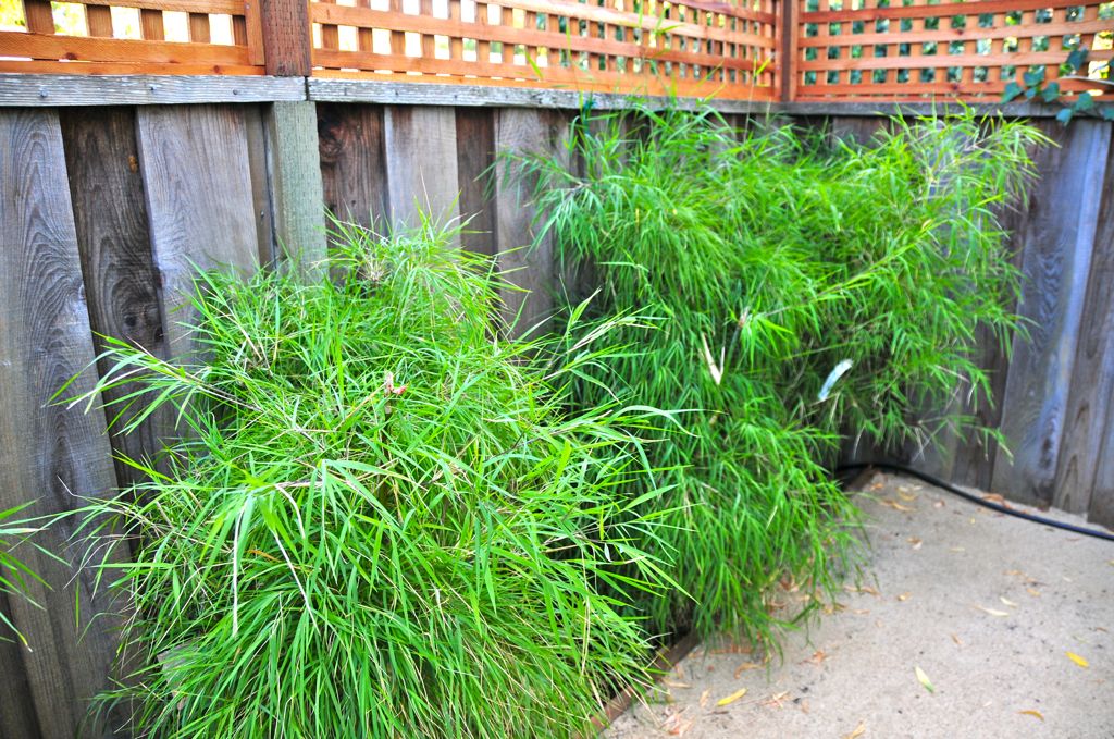 Bamboos are doing great!/