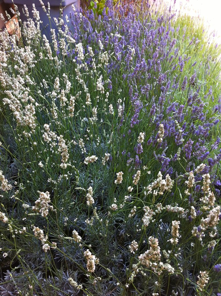 275 plants ready for their new home.../