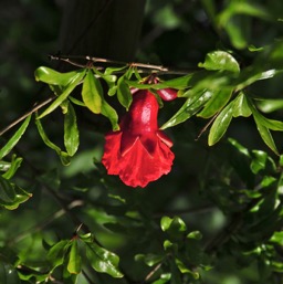 What the pomegranates looked like when we started the project/
		    