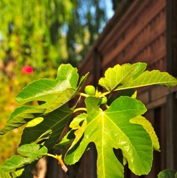 Fig tree is happy!/
		    