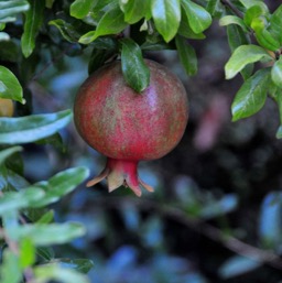 And this is how the pomegranates look like by the time we are done!/
		    