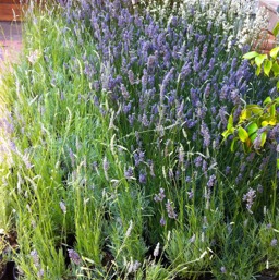 Lavenders arrive!/
		    