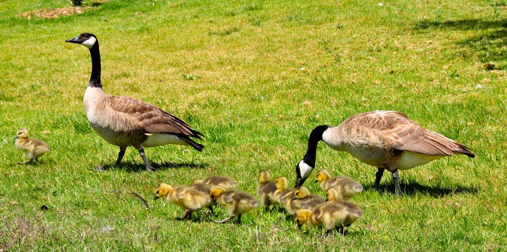 All is well! Everyone safely across/