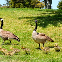 Mom and dad preparing to cross the road/
		    