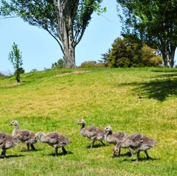 Another couple with a slightly older brood./
		    