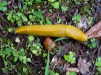 Dan & Banana Slug