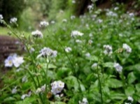 Dan & Forget-me-nots