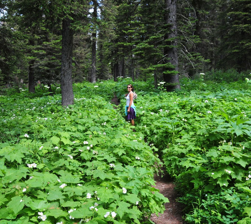 Hike back to Many Glacier Lodge thru heavy bear country... didn't see any!/