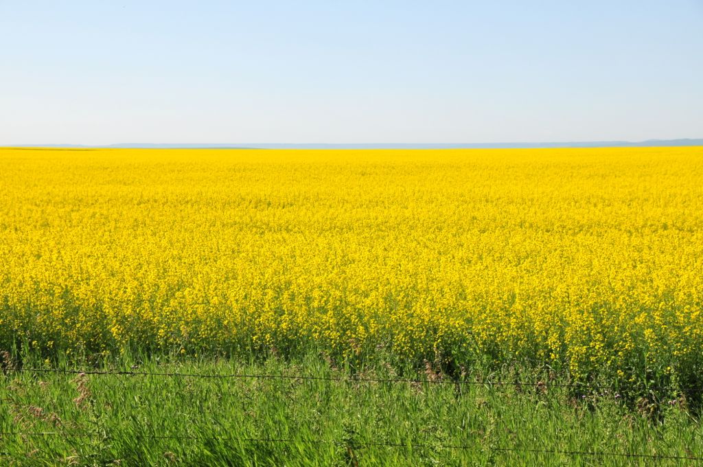 Beautiful mustard fields of Southern Alberta/