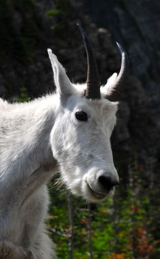 Mountain Goat, Glacier NP