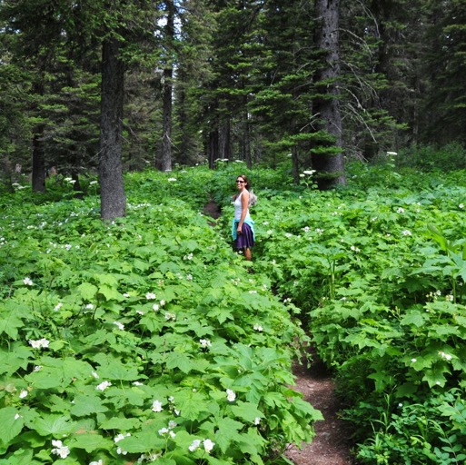 Hike back to Many Glacier Lodge thru heavy bear country... didn't see any!/
		    