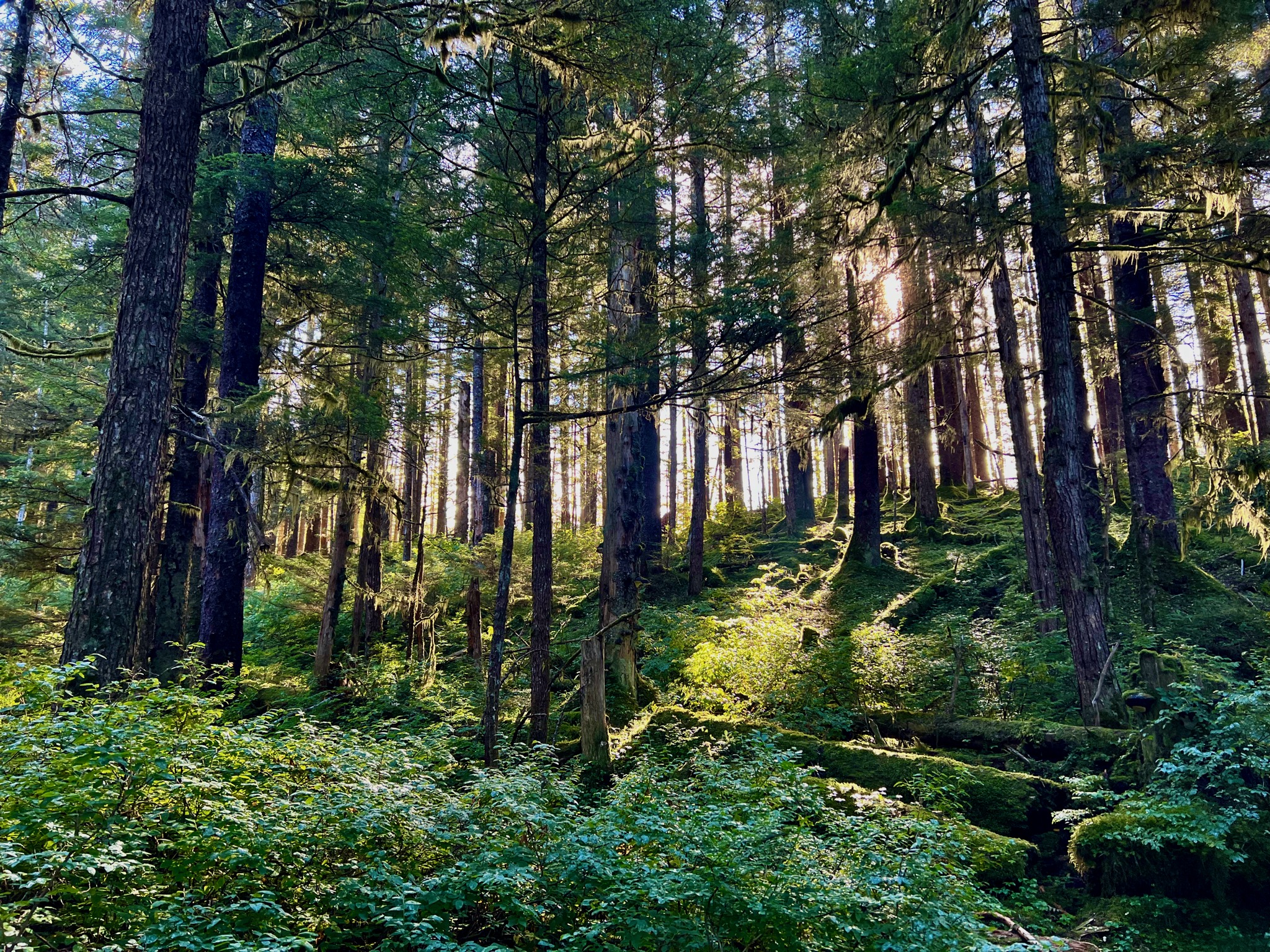 Bartlett River Trail/
