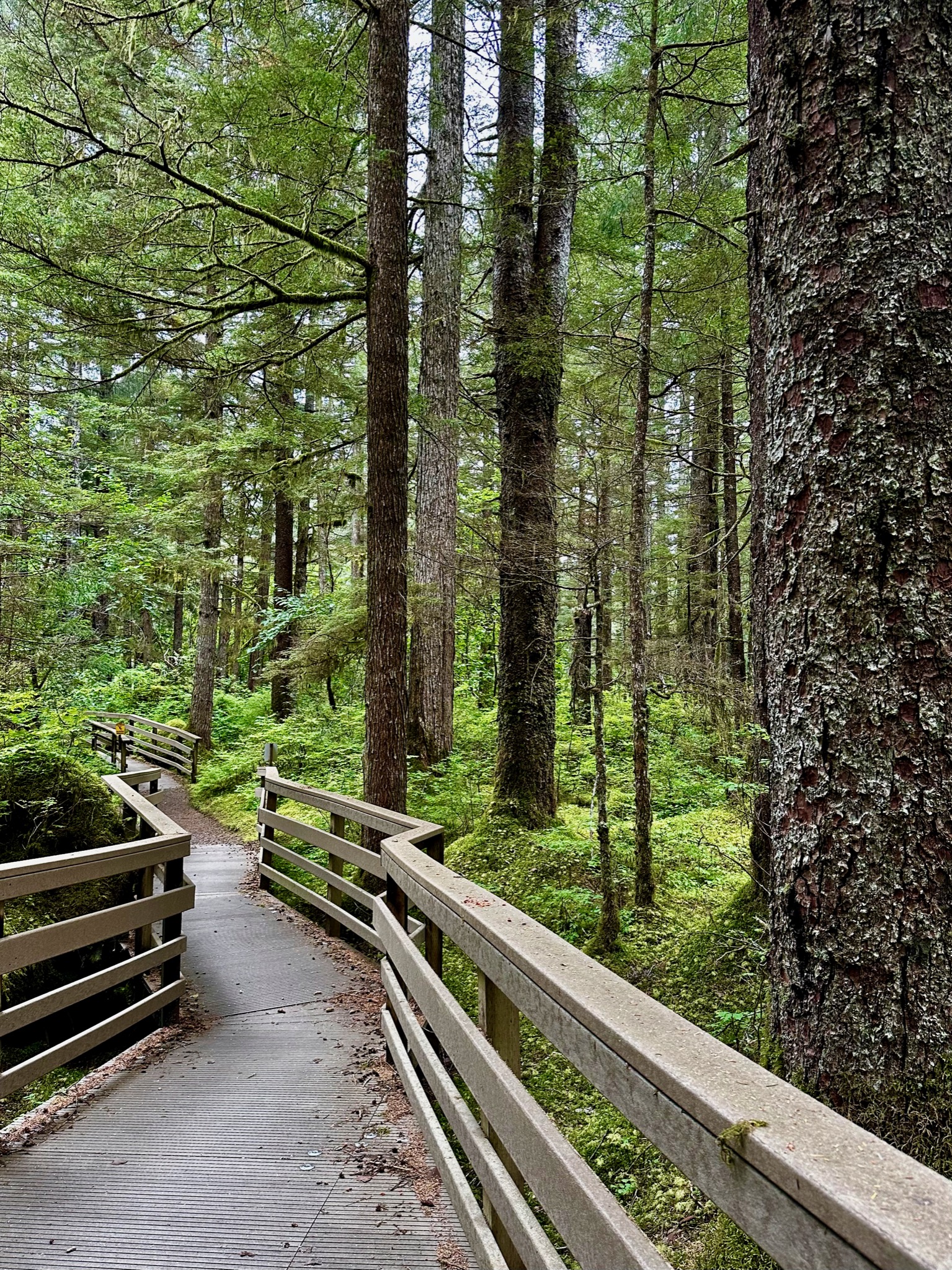 Forest Trail, Glacier Bay National Park & Preserve/