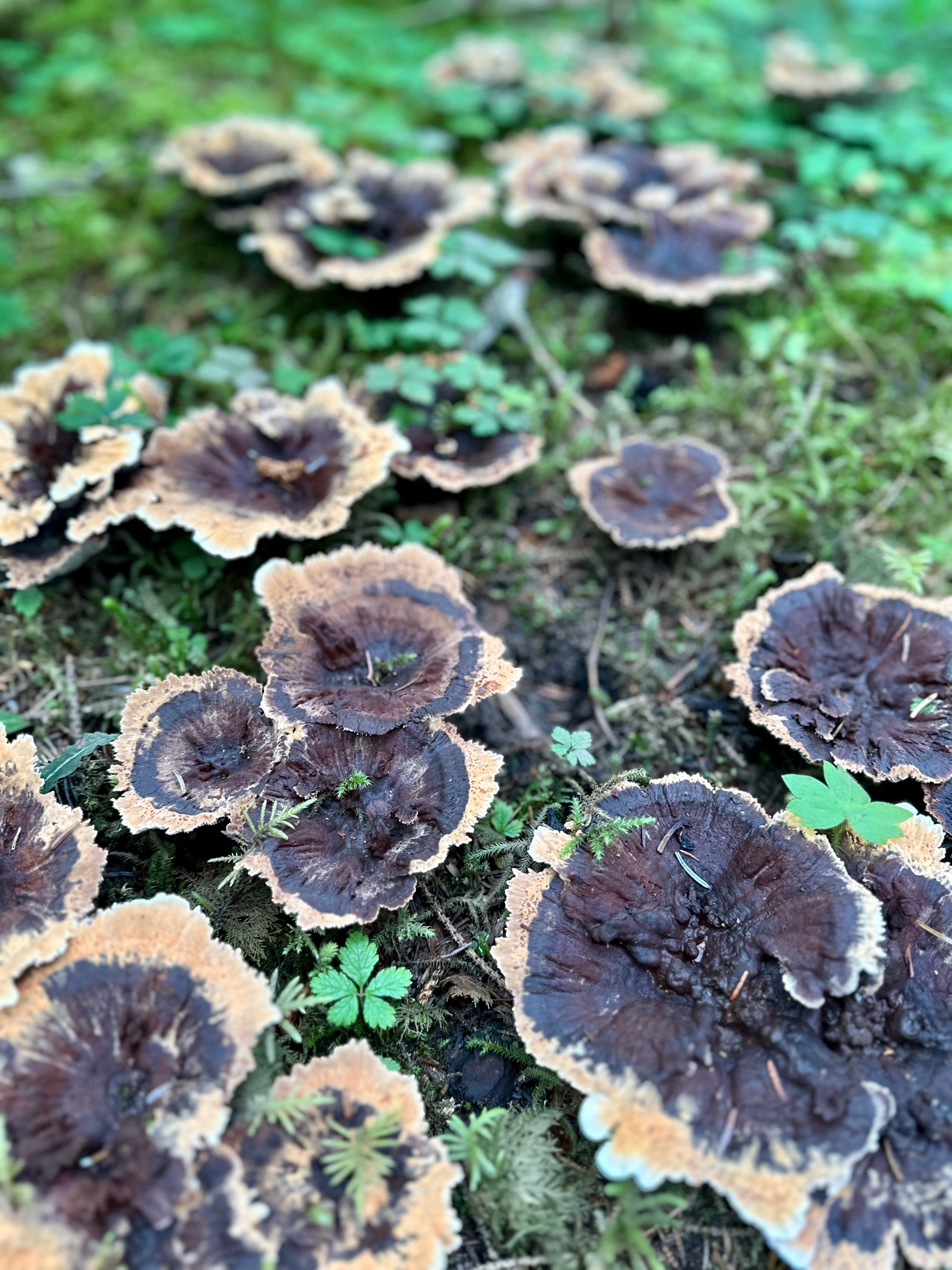 Weirdo mushroom, Forest Trail/