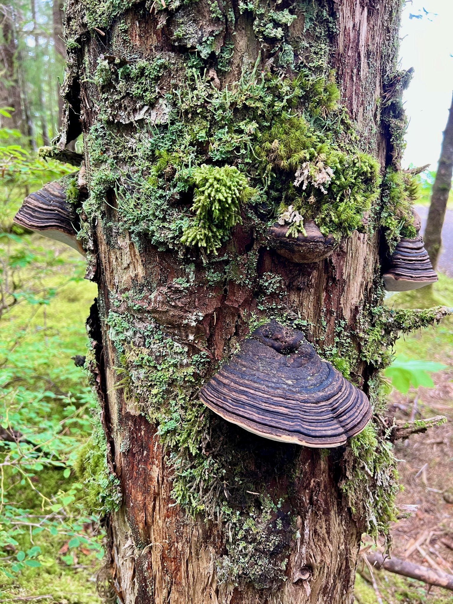More weirdo mushrooms, Campground Trail/