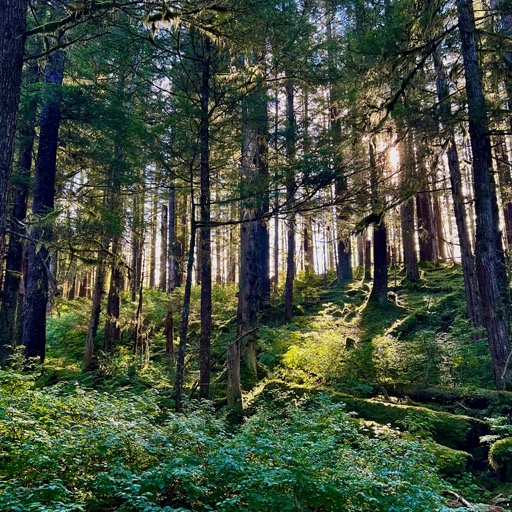 Bartlett River Trail/
		    