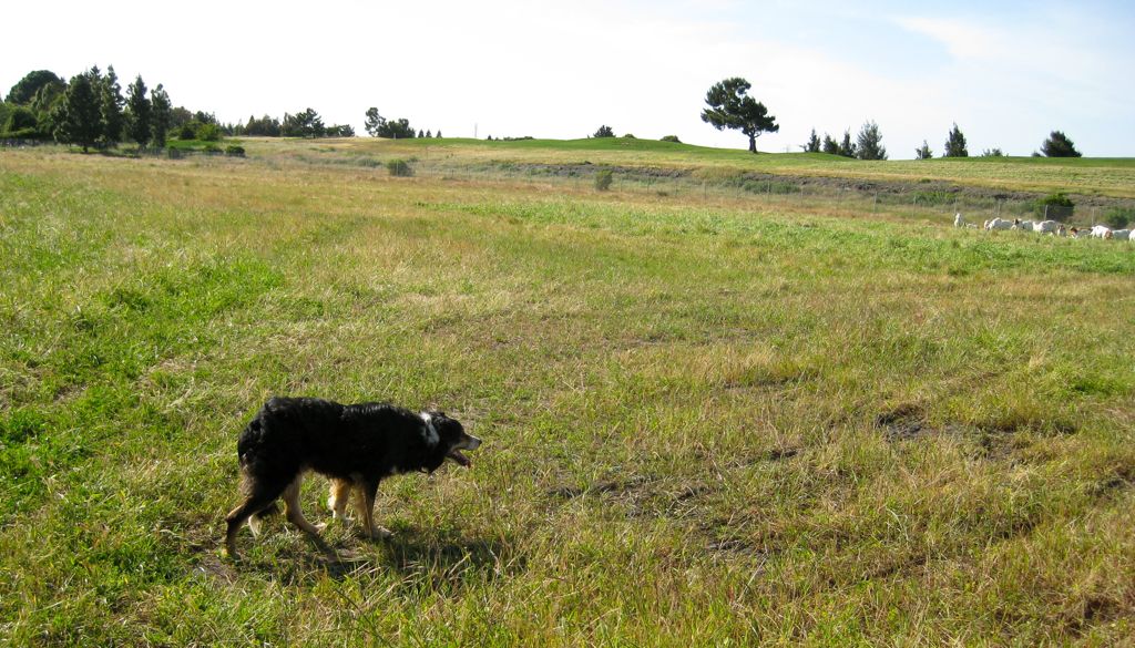 Waiting for a command/