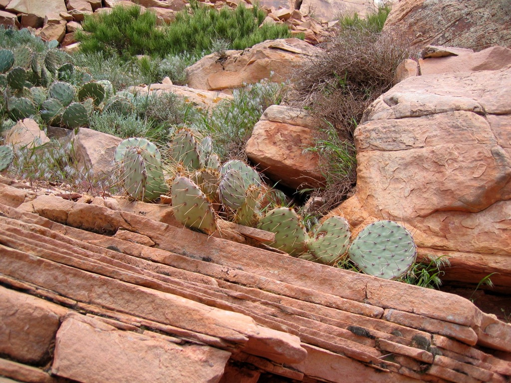 Is there anywhere they don't grow?/