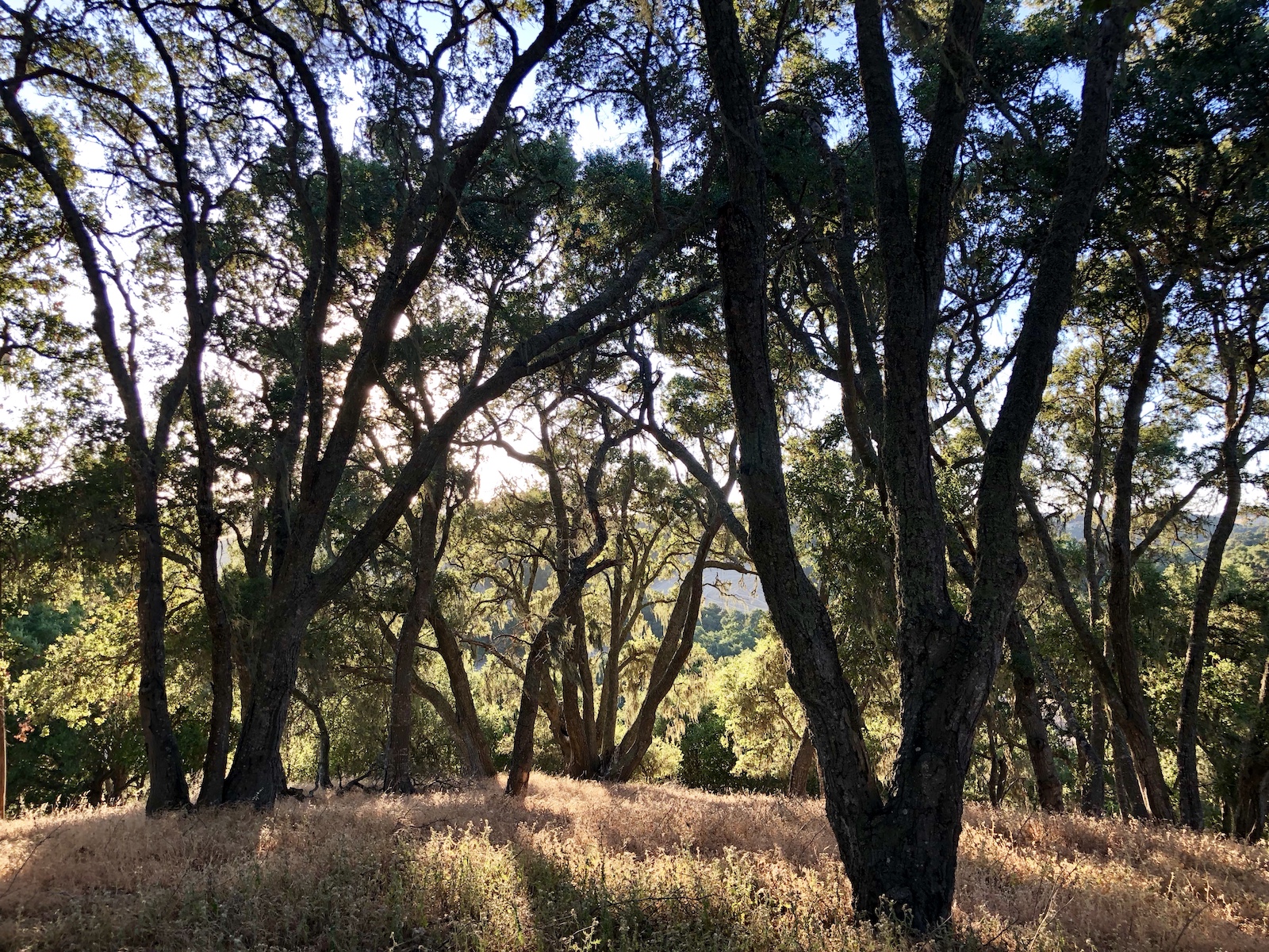 North: Inside enchanted forest/