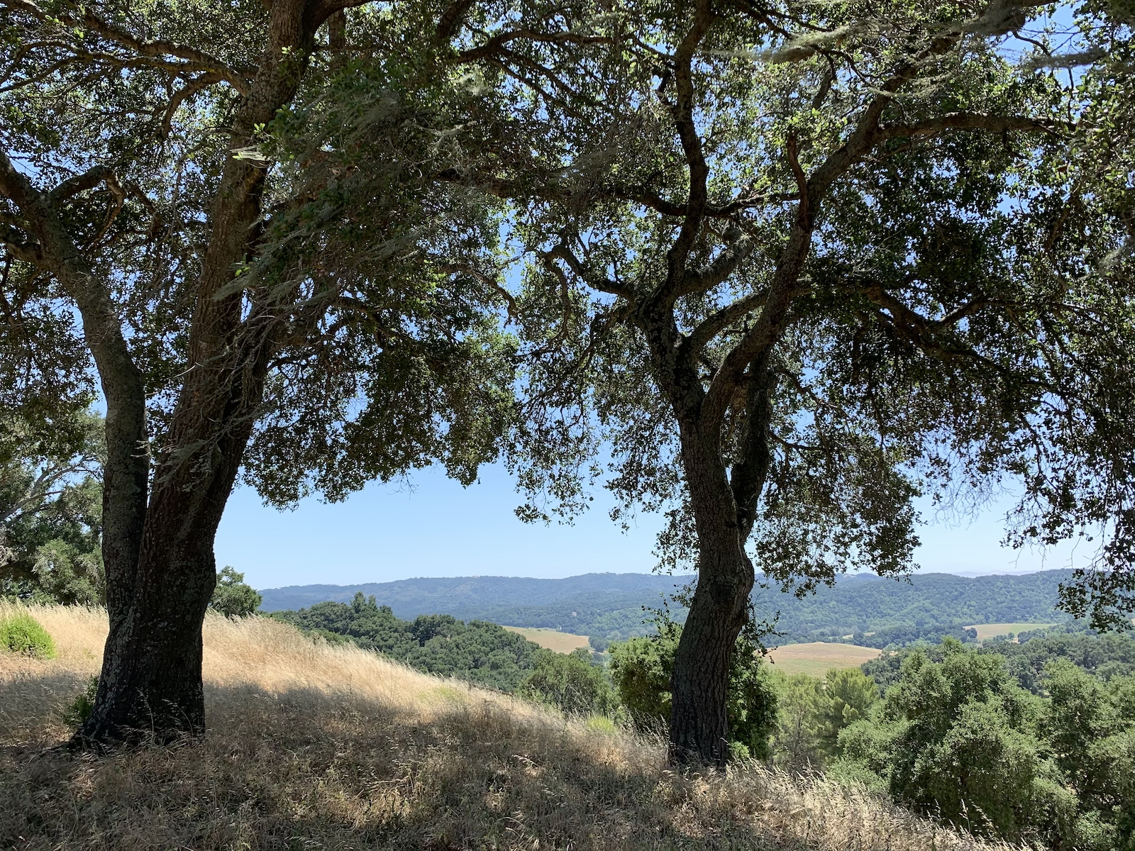 Southwest: Wedding trees/