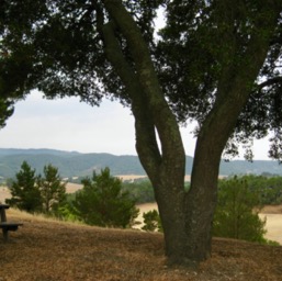 Southwest: From behind the wedding trees/
		    