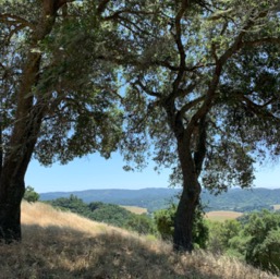 Southwest: Wedding trees/
		    