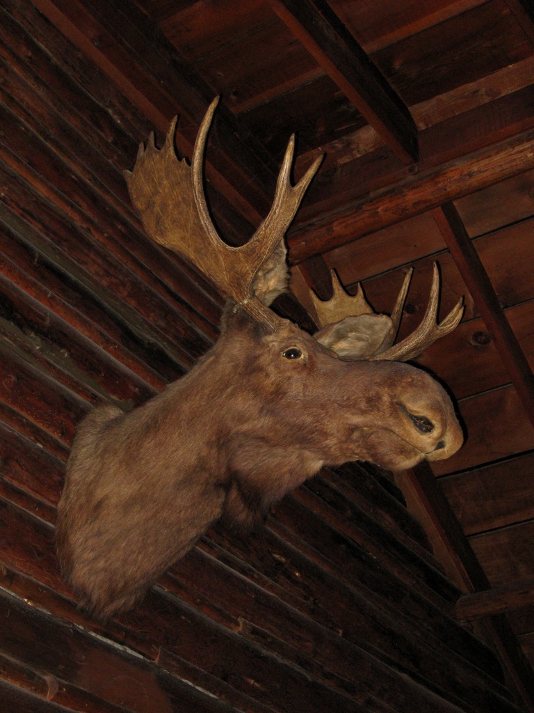 Complete with moose!/