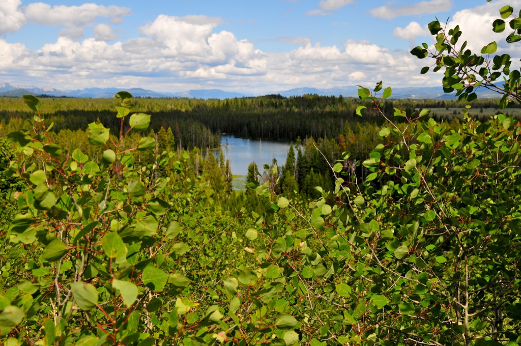 Lake and aspens/
